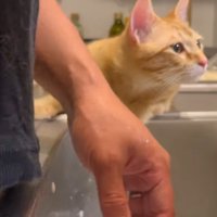 右方向を見る猫