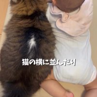 猫と並ぶ赤ちゃん