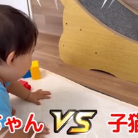 テロップ「赤ちゃんVS子猫」