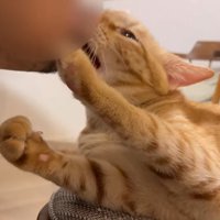 人のあごにほおずりをしている猫