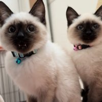 口を開けている水色の首輪をした子猫