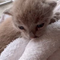 子猫の顔
