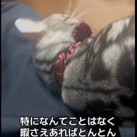 ソファの上に座っている人と甘えている猫