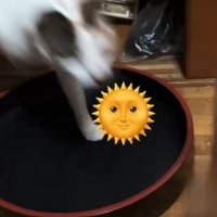 三毛猫の追いかけっこ