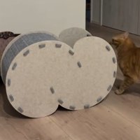 ハウス横にいる猫