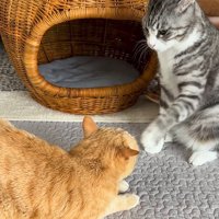 左足で茶トラ猫を触る寸前のサバ白猫