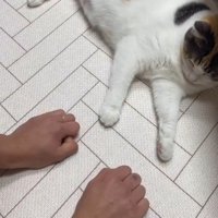 拳ふたつと猫