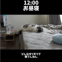 ベッドの上で寝ている猫