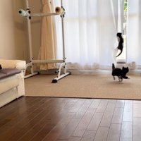 カーテンに登る子猫とそれを見つめる2匹の子猫