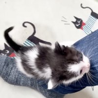 足をのぼる白黒子猫