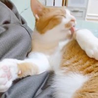 毛づくろい