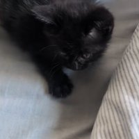 布団の上で起き上がる黒猫