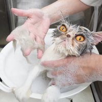 手のひらに毛