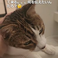 なでられる猫