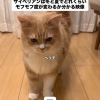 立っている猫