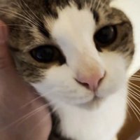 階段の高い場所に登った猫