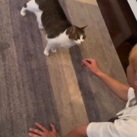 男性の顔を見上げる猫