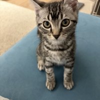 座っている子猫の足元