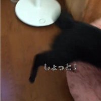 ベッドに乗っている猫