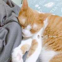 きゅうー…