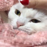 くるまれた猫