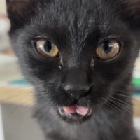 フレーメン反応をする黒猫