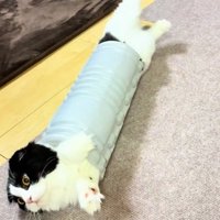 挟まる猫