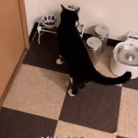 ご飯を食べ続ける猫