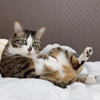 驚いた表情の猫