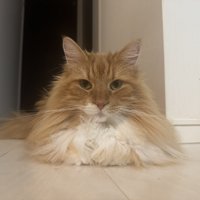 香箱座りする猫