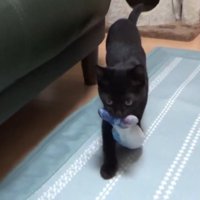 おもちゃをくわえてくる猫