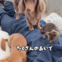人の背にのる子猫と2匹の犬