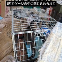 猫が入っているケージ