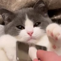 ブラッシングされる子猫