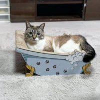 くつろいでいた猫