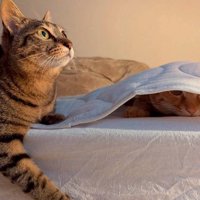 シーツの下に潜っている茶トラ猫と、その隣に座っているキジトラ猫