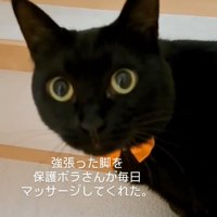 黒猫の顔