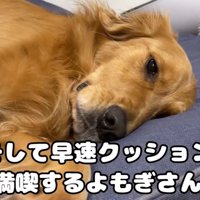 犬