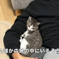 人に寄りかかる子猫