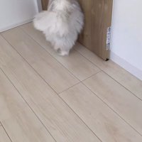 ペットドアをくぐる猫