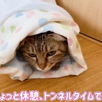 トンネルに入っている猫
