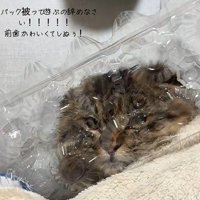 卵パックをかぶる猫