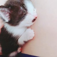 膝の上で眠る黒白模様の子猫