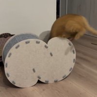 ハウスに飛び込む猫