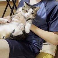 キジ白猫ちゃん（抱っこ）