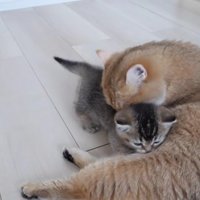 赤ちゃん猫を毛づくろいするミミさん