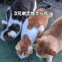 3匹の猫