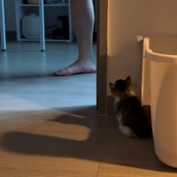 奥の部屋に戻った飼い主の足と壁に潜む子猫