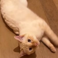 寝転がって正面を見ている猫