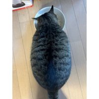 ご飯を食べている猫